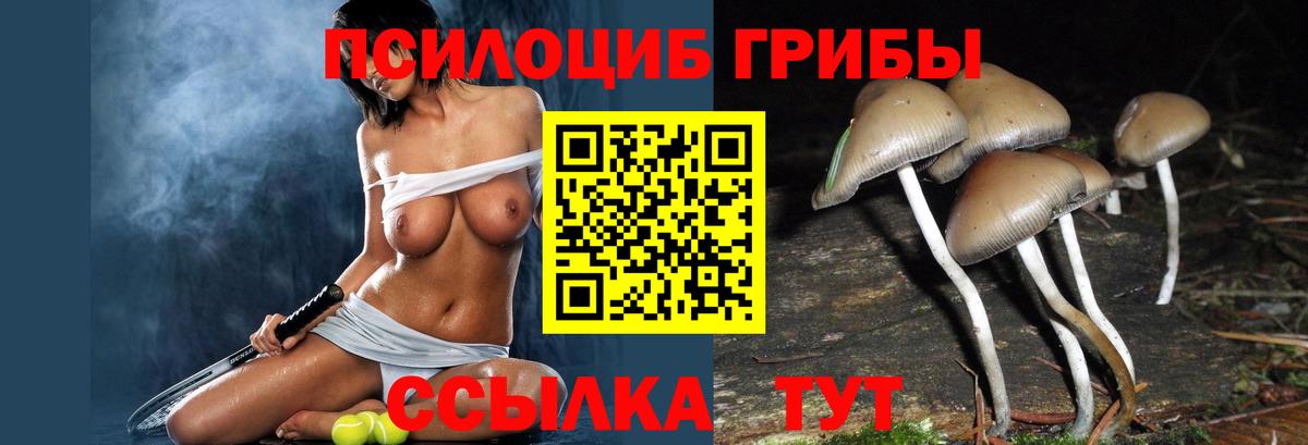 Псилоцибиновые грибы Psilocybe Кисловодск
